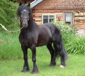 Obrazek